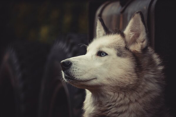 Le regard intelligent de Husky au loin