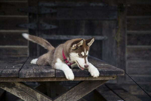 Chien Husky dans une maison en bois