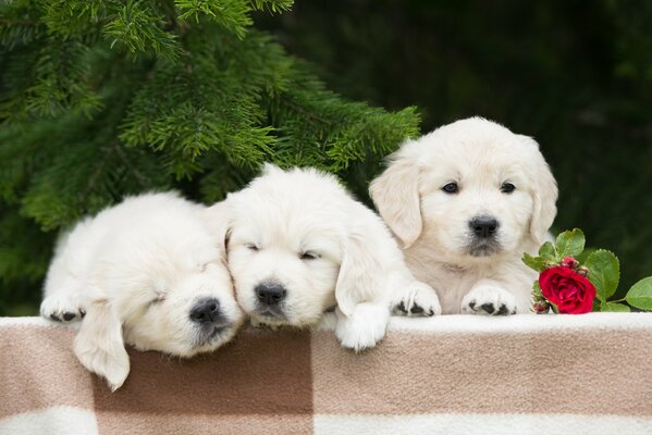 Ein Trio von Welpen mit einer Rose auf einem Hintergrund von Tannenzweigen