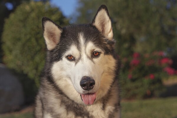 Husky z językiem na zewnątrz