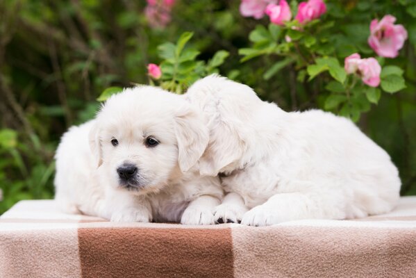 Puppies are sitting on a blanket