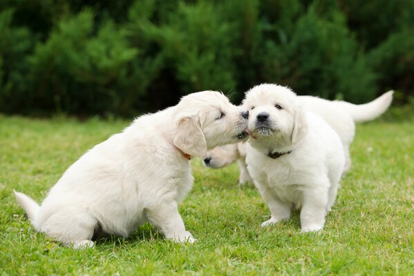 One puppy caresses another