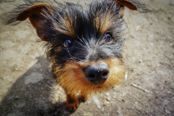 Die Schnauze eines kleinen Yorkshire Terriers in der Nähe