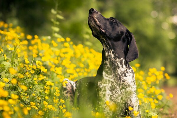 Perro de placer. Paseo de la mosca