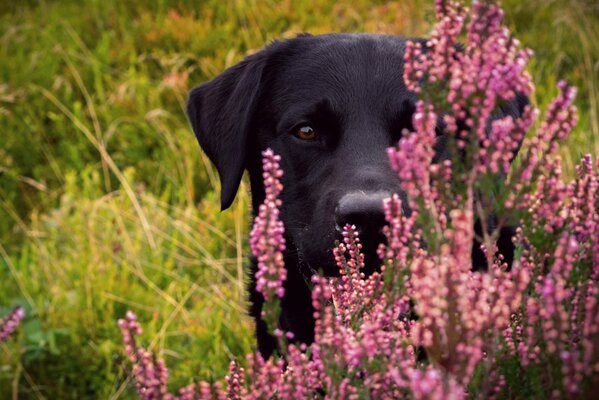 Black labrador in flowers in the field. Strength and power