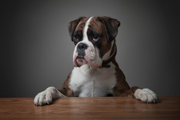 Perro de negocios sentado en la mesa