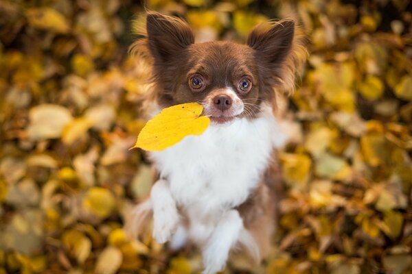 Ein Chihuahua hält ein Herbstblatt