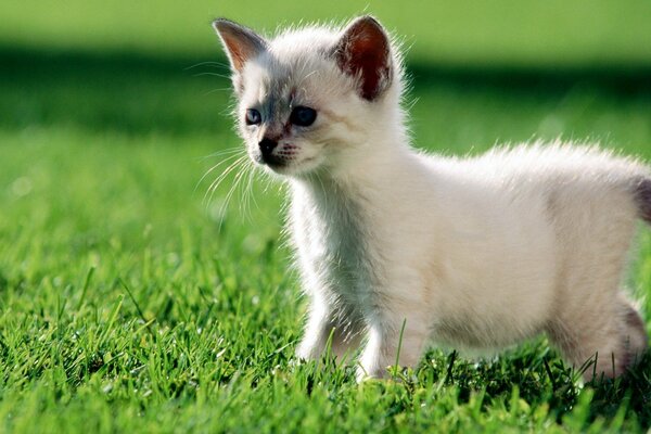 White kitten, green saturated grass color