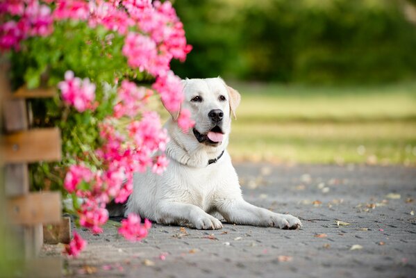 Hermoso retrato de un Labrador en flores