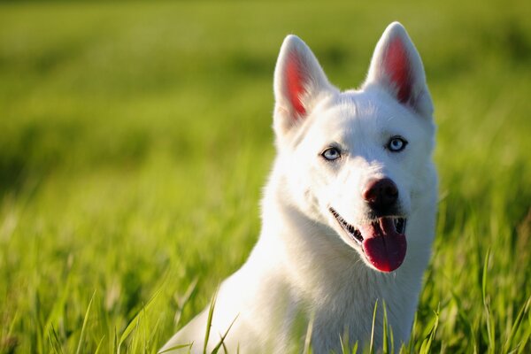 Beautiful white husky in green grass