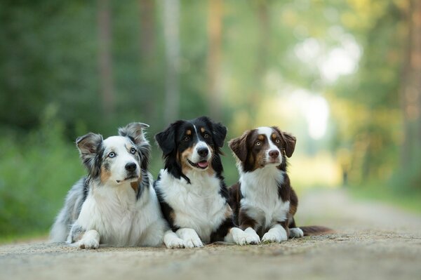 Trois camarades. Berger australien posant pour la photo