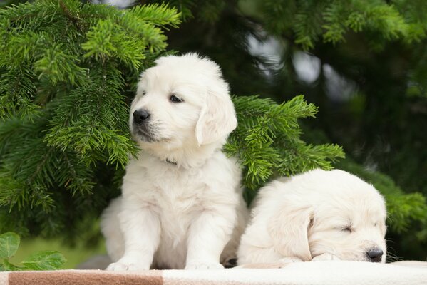 Twin puppies at the Christmas tree