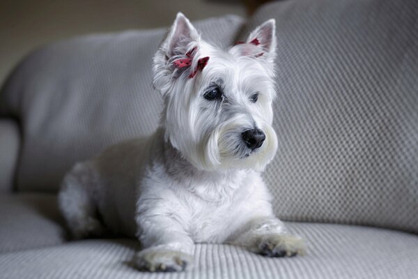 The dog is waiting for the owner on the couch