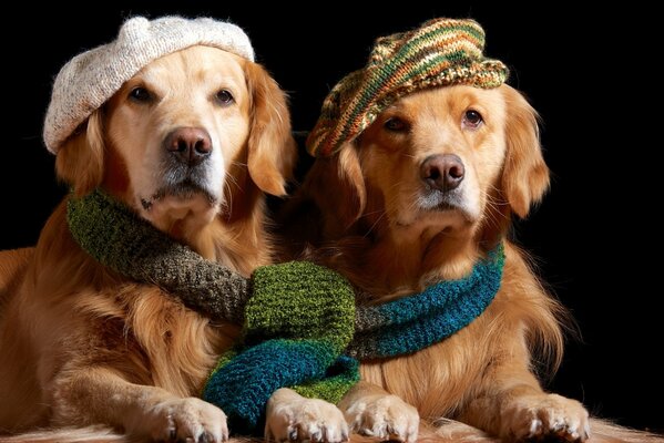 Zwei Golden Retriever in gestrickten Baretten, in einem Schal für zwei Personen