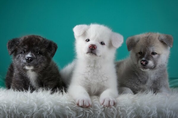 Piccoli cuccioli simili a cuccioli