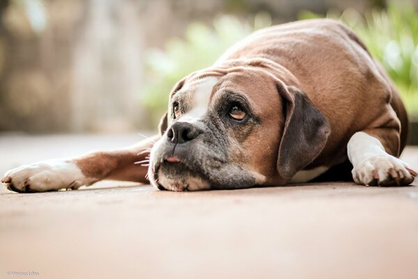 La mirada triste de un perro doméstico