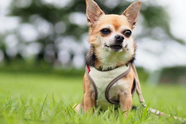 Kleiner Hund liebt es zu gehen