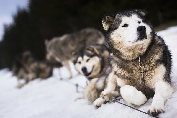 A pack of huskies on a winter walk