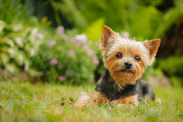 Piccolo cagnolino sull erba