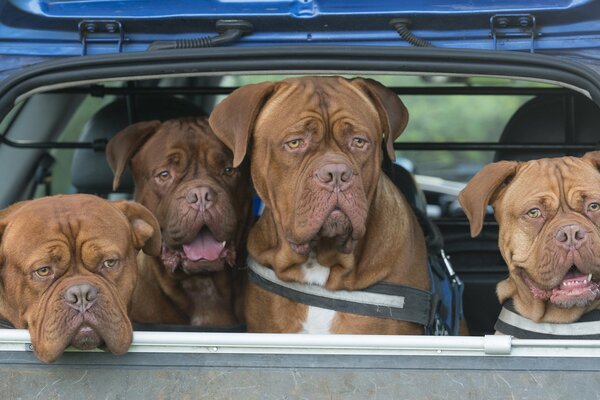 Quatuor des Dogues de Bordeaux dans la voiture