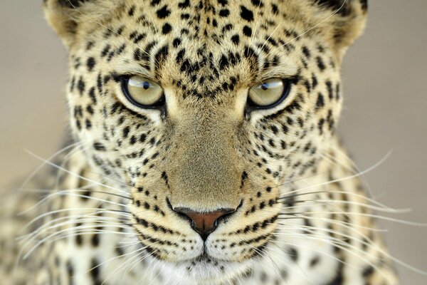 Leopardo mirando a la cámara