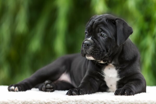 Chiot pur-sang sur tapis blanc vert