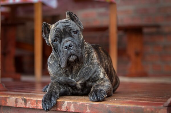 The dog Cane Corso is lying on the terrace