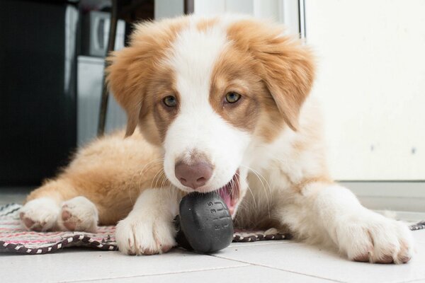 Chien couché et joue avec la balle