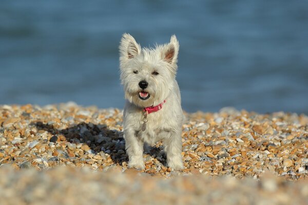 Chien blanc sur la plage de galets