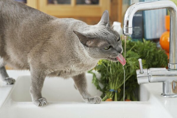 Gatto che beve acqua dal rubinetto