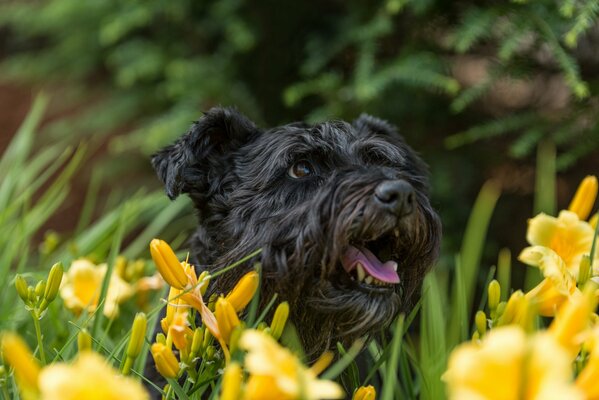 Cane nero in narcisi gialli