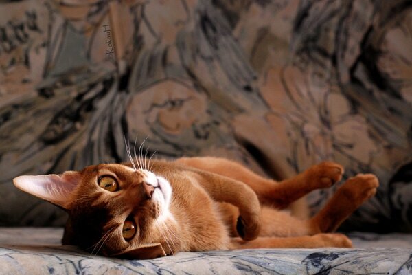 A red-haired cat is lying on the sofa