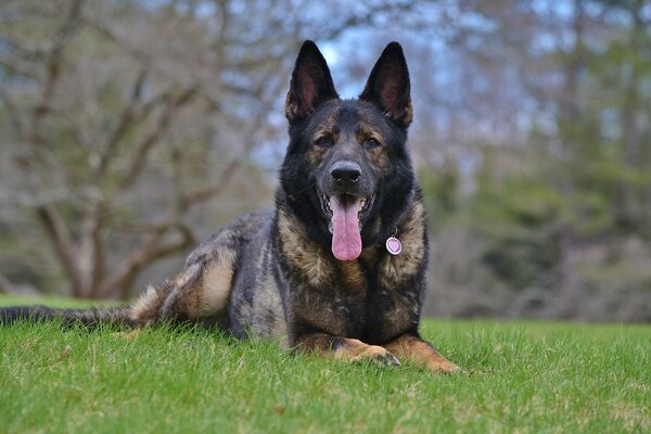 Auf das Team wartet ein deutscher Schäferhund