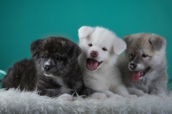 Cachorros divertidos de diferentes colores