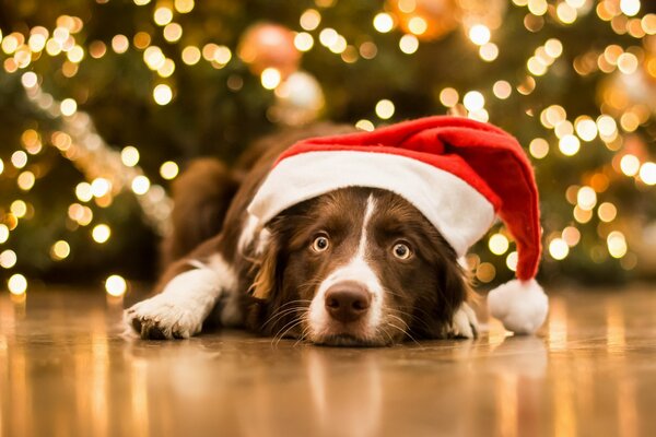 Chien dans le chapeau du père Noël