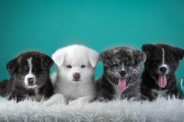 A great team of Japanese puppies