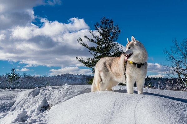 Winter nature, huskies in the snow