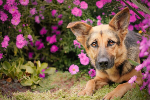 Deutscher Schäferhund in Blumenbüschen