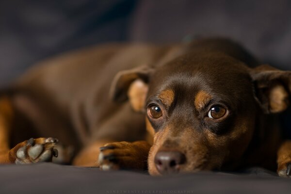 Chocolate pinscher. Sad look