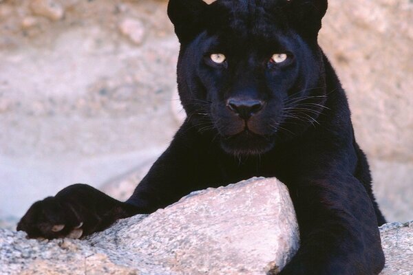 Black panther cat in the snow