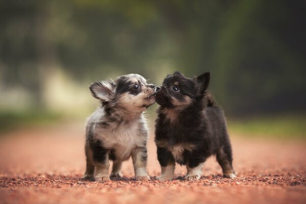 Two cute puppies on a summer walk