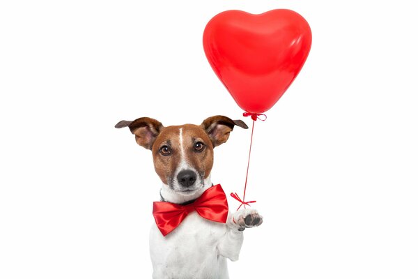 Jack Russell Terrier with a red bow and a balloon