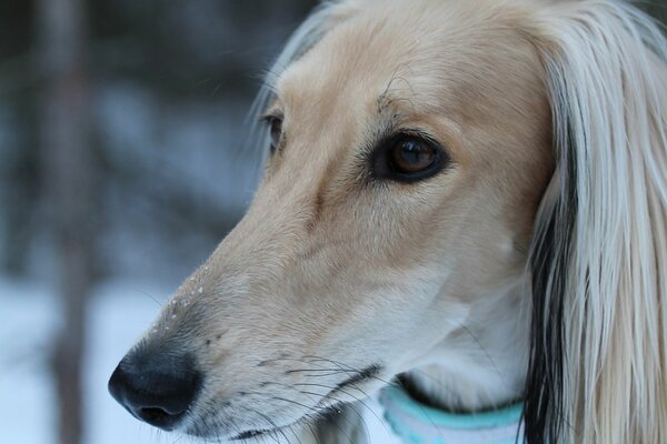 Muzzle of an Afghan greyhound dog