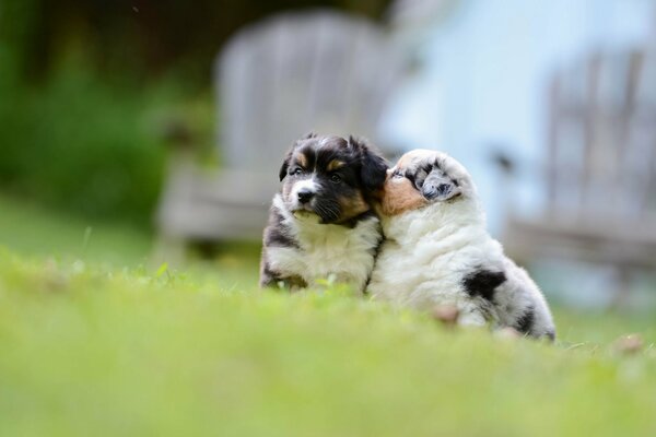 Cachorros jugando en la hierba verde