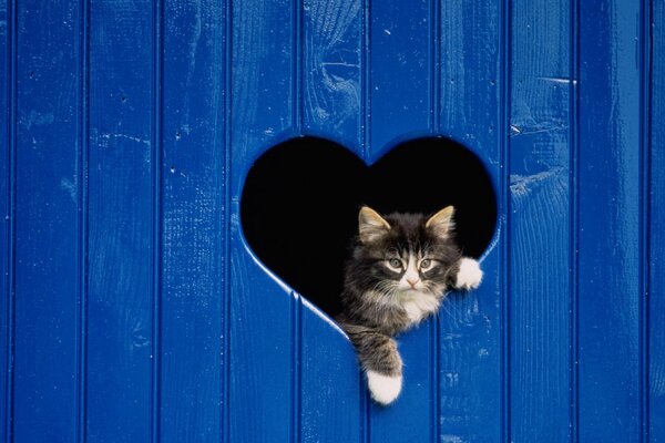 The little kitten in the blue door