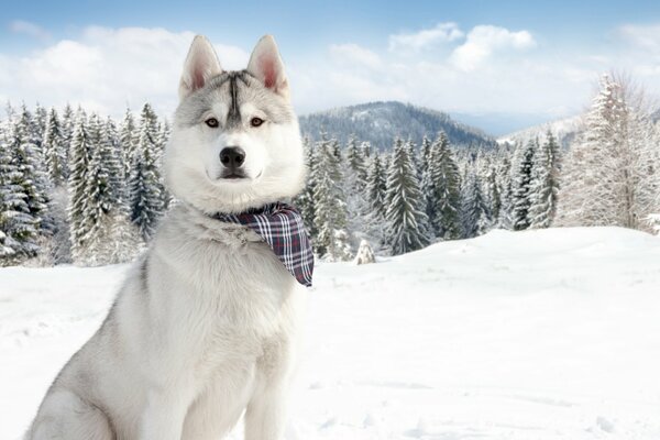 Hund im Waldschützer vom Schnee gefordert