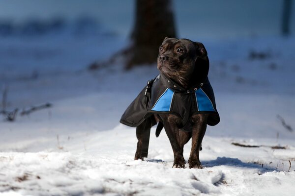 Inverno carta da parati cane sulla neve