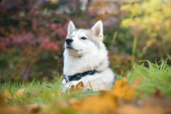 Huskies im Herbstwald