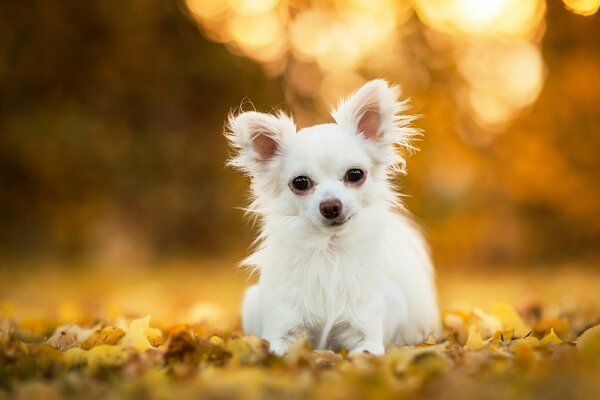 White chihuahua on the background of autumn leaves