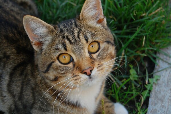 Cute pussy look on the grass